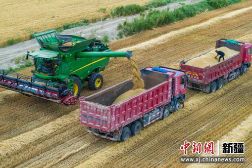 新疆尉犁 沙漠邊城小麥喜獲豐收