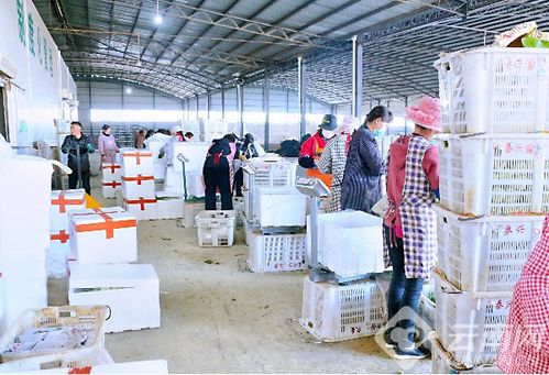 祥云劉廠鎮(zhèn) 黨組織聯(lián)起同心抗疫線 愛(ài)心贈(zèng)蔬果滬滇情誼深