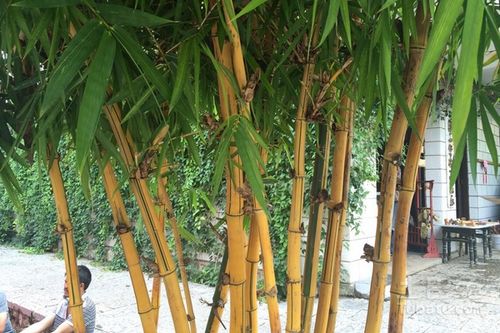 黃竹圖片 黃竹用途 黃竹價格 土巴兔家居百科